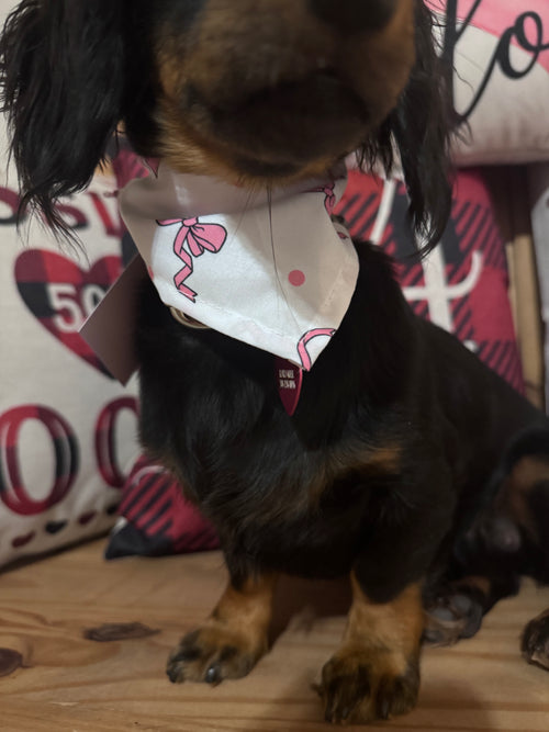 Bow Bandana